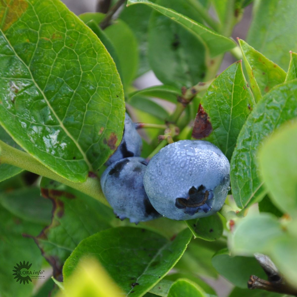 Bilde av Amerikanske Blåbær 'Bluecrop'-Spanne Plantesalg