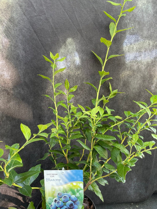 Bilde av Vaccinium cor. 'Bluecrop'-Spanne Plantesalg