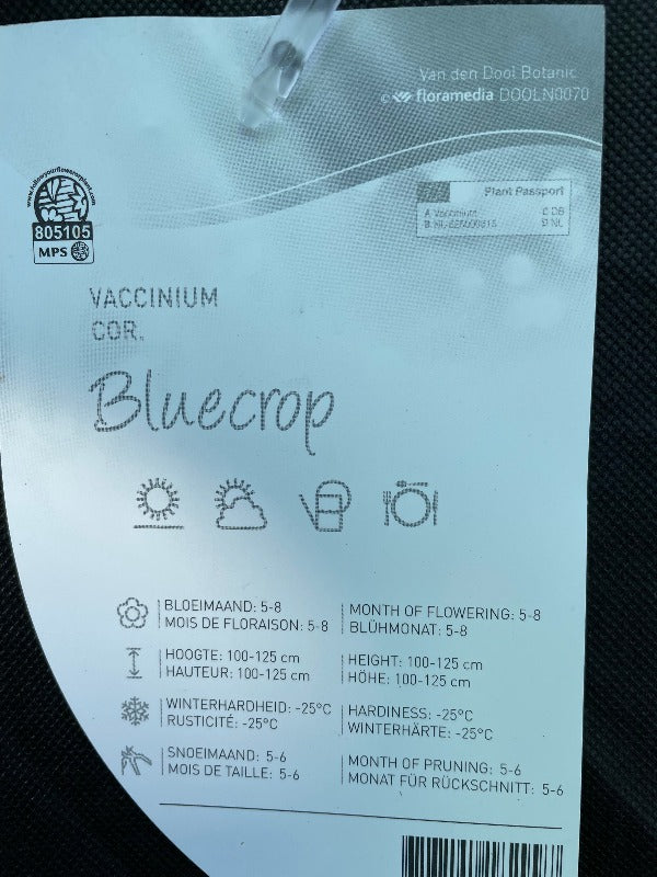 Bilde av Vaccinium cor. 'Bluecrop'-Spanne Plantesalg