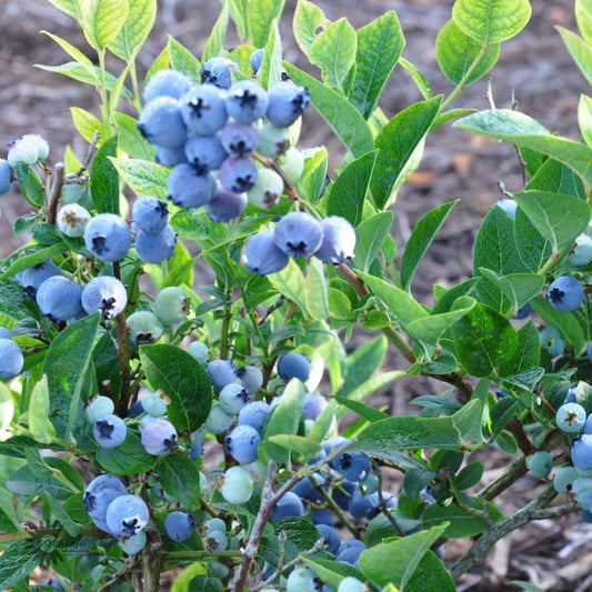 Bilde av Blåbær Vaccinium cor. 'Bluegold'-Spanne Plantesalg