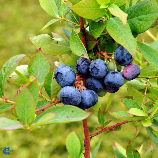 Bilde av Vaccinium cor. 'Duke'-Spanne Plantesalg