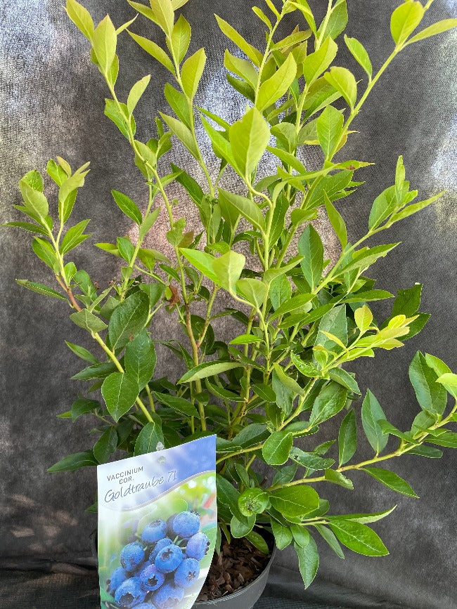 Bilde av Vaccinium cor. 'Goldtraube 71'-Spanne Plantesalg