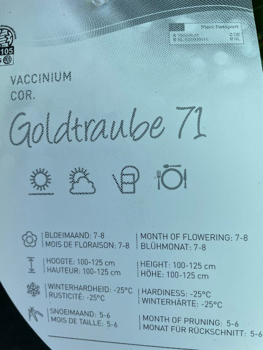Bilde av Vaccinium cor. 'Goldtraube 71'-Spanne Plantesalg