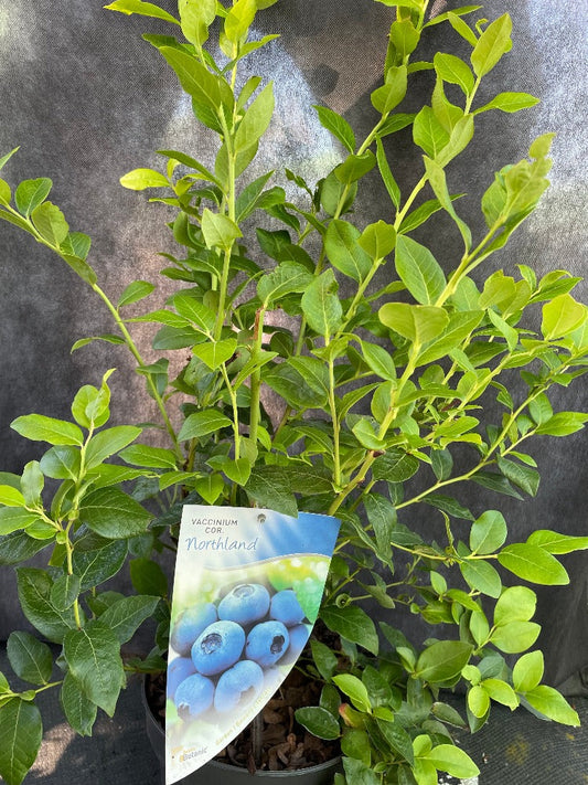 Bilde av Vaccinium cor. 'Northland'-Spanne Plantesalg