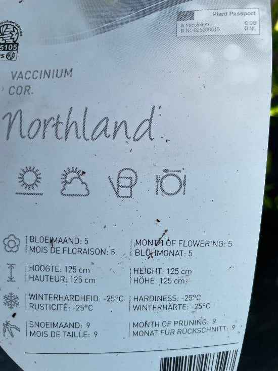 Bilde av Vaccinium cor. 'Northland'-Spanne Plantesalg