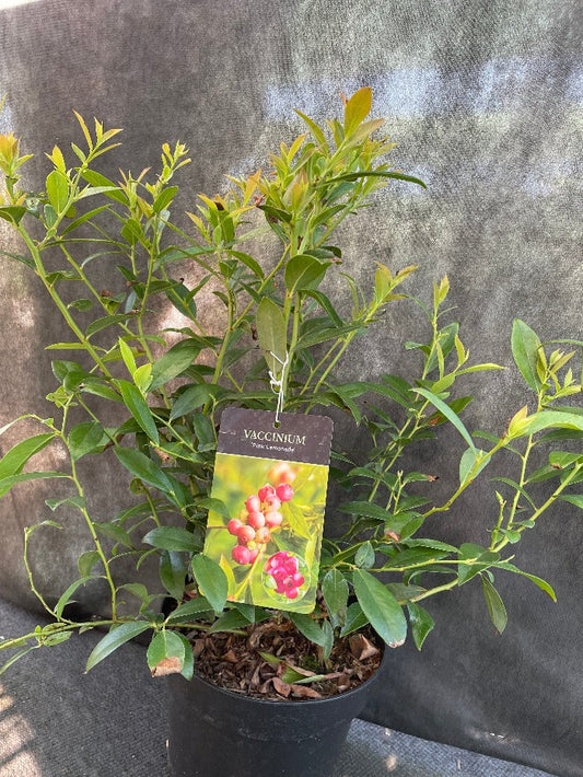 Bilde av Vaccinium 'Pink Lemonade'-Spanne Plantesalg