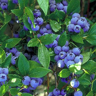 Bilde av VACCINIUM CORYMBOSUM POLARIS-Spanne Plantesalg