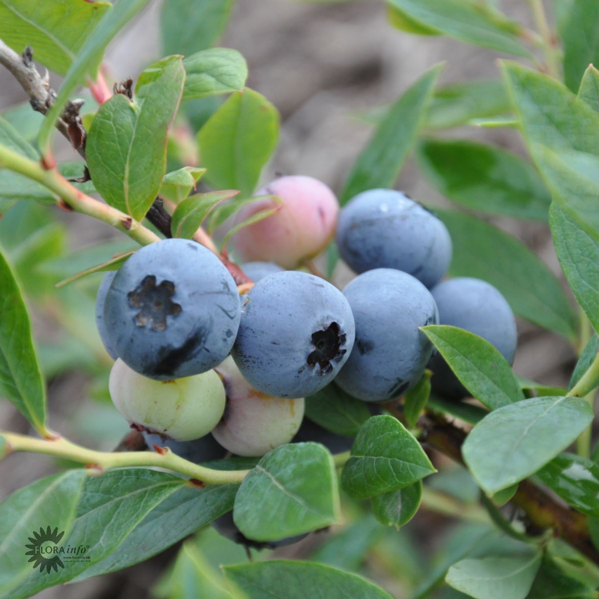 Bilde av Blåbær Vaccinium cor. 'Sunshine Blue'-Spanne Plantesalg
