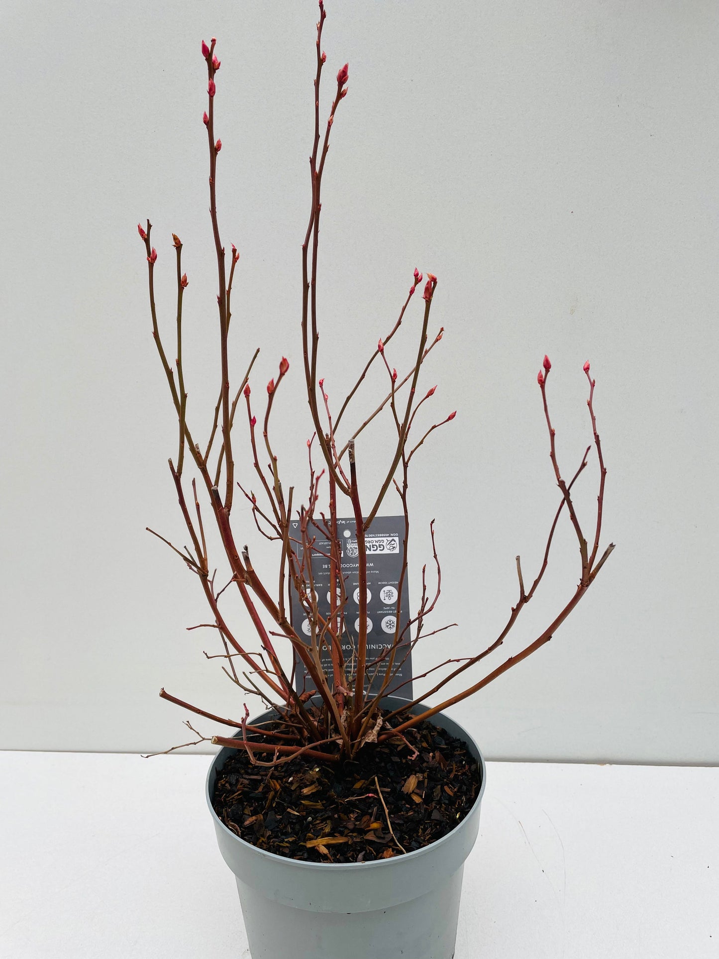 Bilde av Vaccinium corymbosum ‘Duke’ 16 cm potte-Spanne Plantesalg