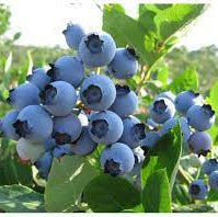 Bilde av VACCINIUM CORYMBOSUM SPARTAN-Spanne Plantesalg