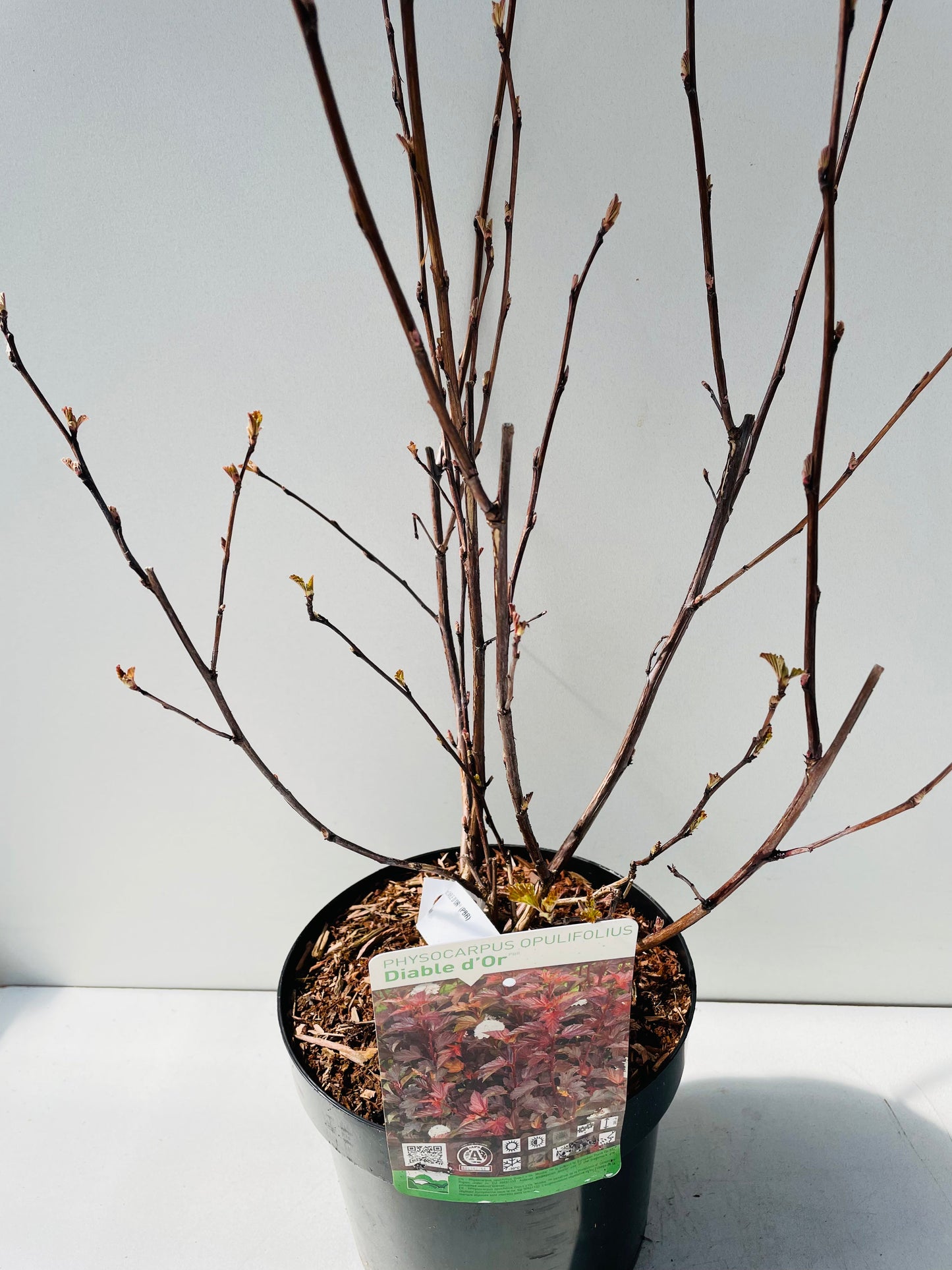 Bilde av Physocarpus opulifolius ‘Diable d’Or’-Spanne Plantesalg