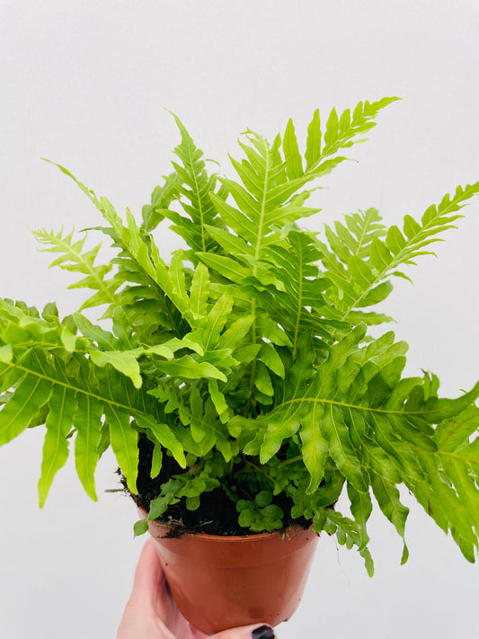 Bilde av Blechnum ‘Silver Lady’-Spanne Plantesalg
