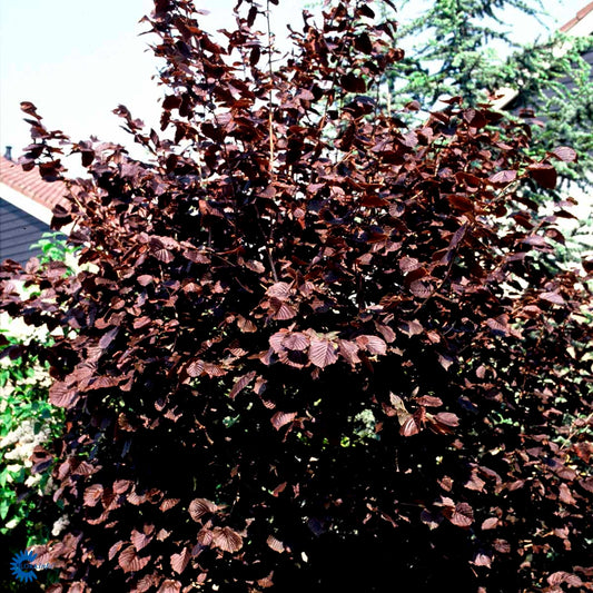Bilde av Corylus maxima 'Purpurea'-Spanne Plantesalg