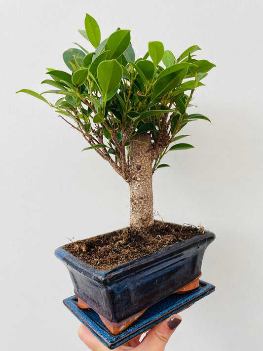 Bilde av Bonsai 1-Spanne Plantesalg