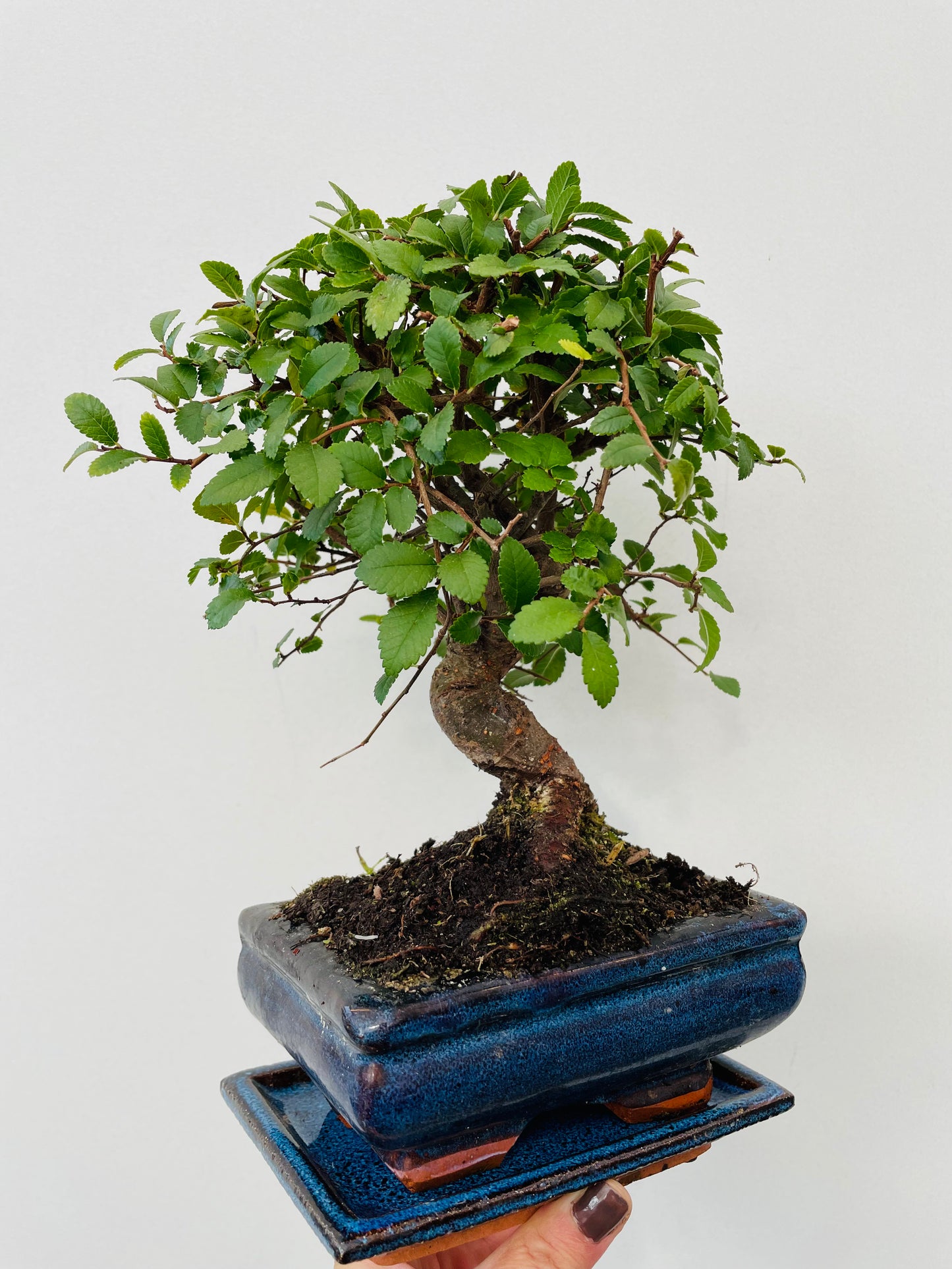 Bonsai 3