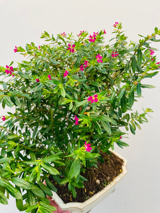 Bilde av Bonsai Cuphea-Spanne Plantesalg