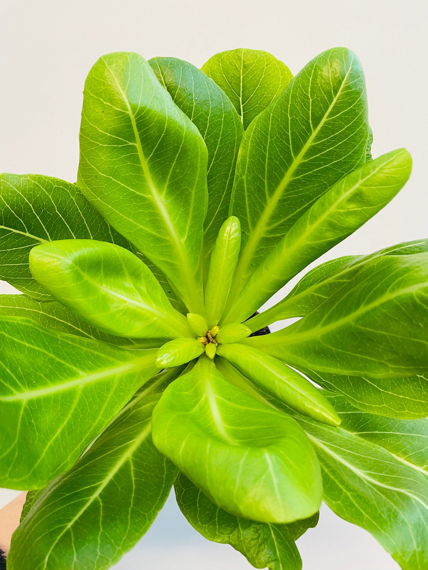 Bilde av Brighamia ‘Hawaiian Palm’-Spanne Plantesalg