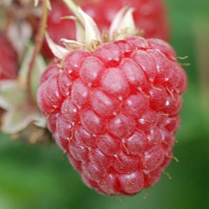 Bilde av Bringebær 'Ninni'-Spanne Plantesalg