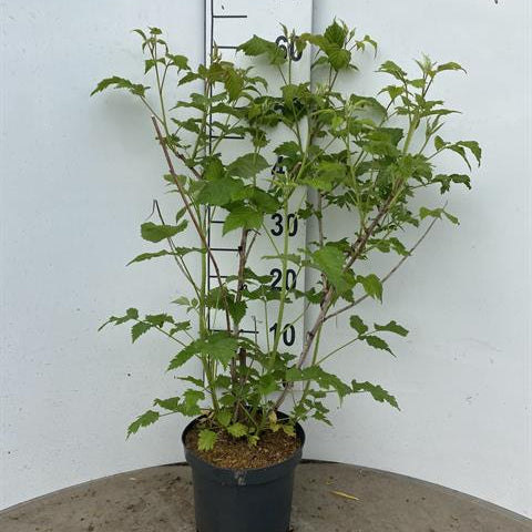 Bilde av Bringebær Zefa Herbsternte-Spanne Plantesalg