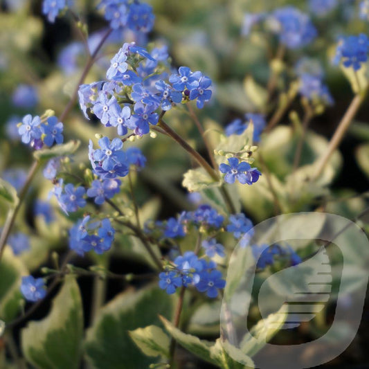 Bilde av Brunnera macr. variegata-Spanne Plantesalg
