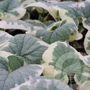 Bilde av Brunnera macr. variegata-Spanne Plantesalg