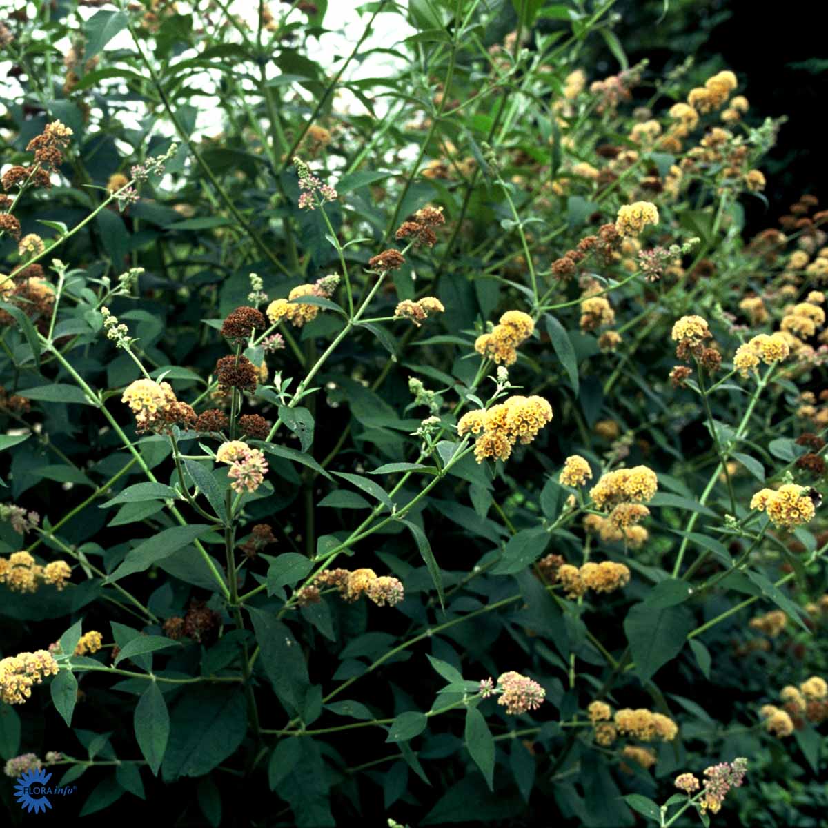 Bilde av Buddleja weyer. 'Sungold'-Spanne Plantesalg