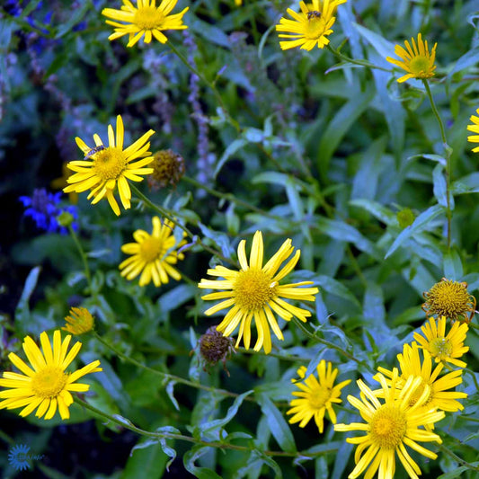 Bilde av Buphthalmum sal. 'Alpengold'-Spanne Plantesalg