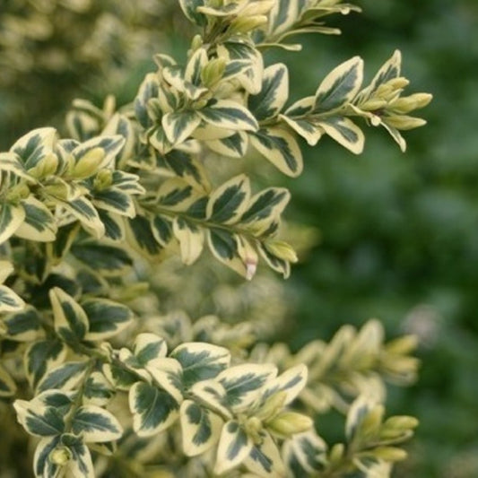 Bilde av Buxus sem. 'Elegans'-Spanne Plantesalg