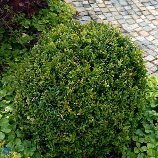 Bilde av Buxus sempervirens-Spanne Plantesalg
