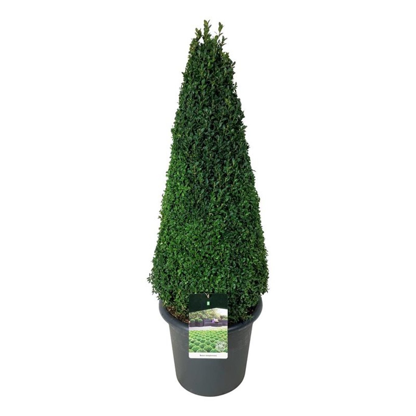 Bilde av Buxus sempervirens pyramide-Spanne Plantesalg