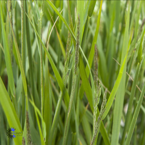 Bilde av Calamagrostis acut. 'Karl Foerster'-Spanne Plantesalg