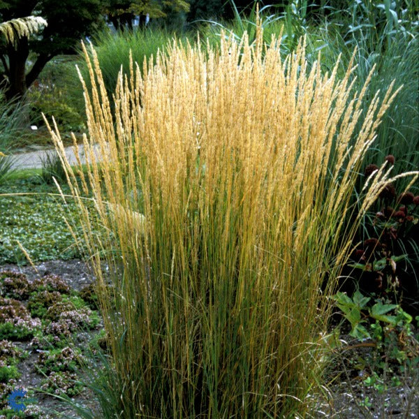 Bilde av Calamagrostis acut. 'Karl Foerster'-Spanne Plantesalg