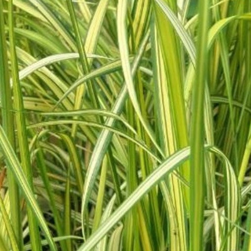 Bilde av Calamagrostis acut. 'England'-Spanne Plantesalg