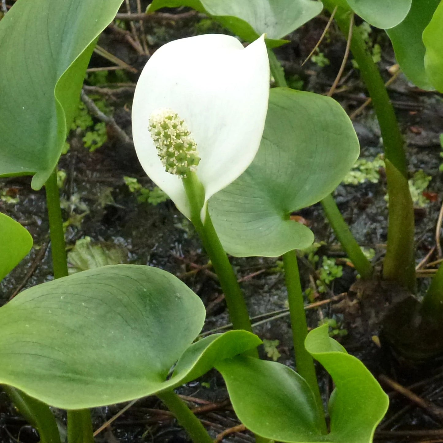 Bilde av Calla palustris-Spanne Plantesalg