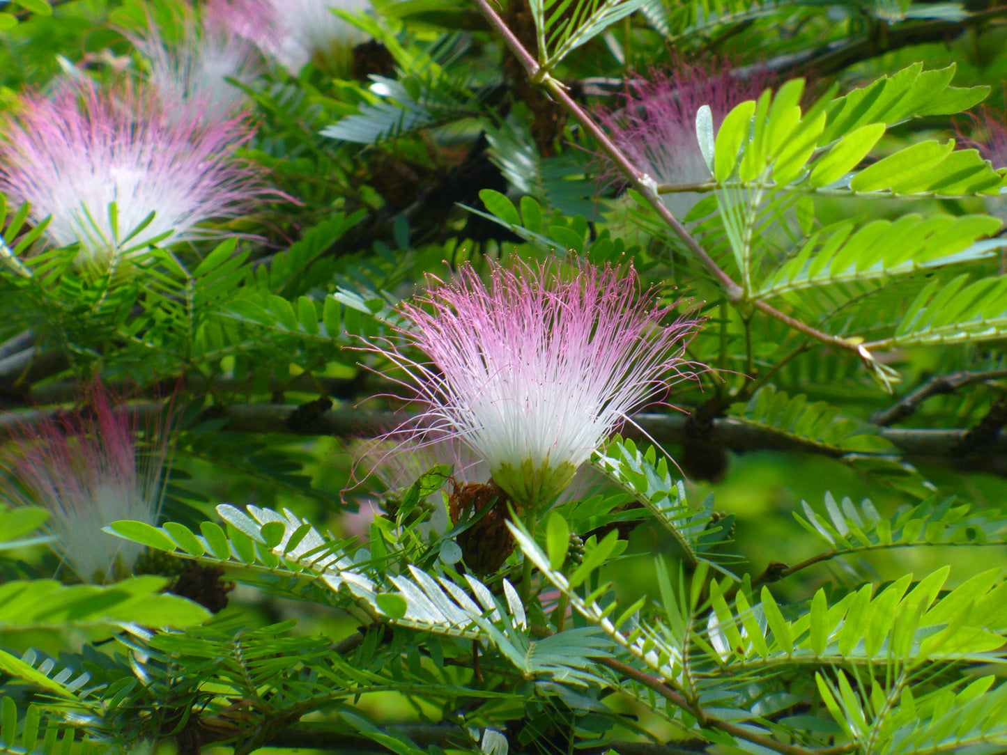 Bilde av Calliandra surina. 'Dixie Pink'-Spanne Plantesalg