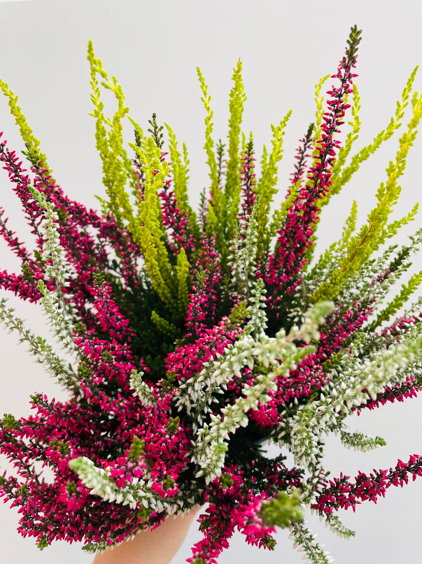 Bilde av Calluna GG trio-Spanne Plantesalg