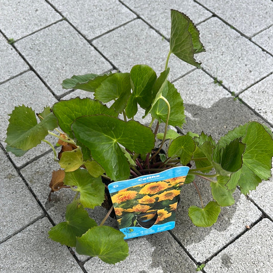 Bilde av CALTHA PALUSTRIS multiplex-Spanne Plantesalg