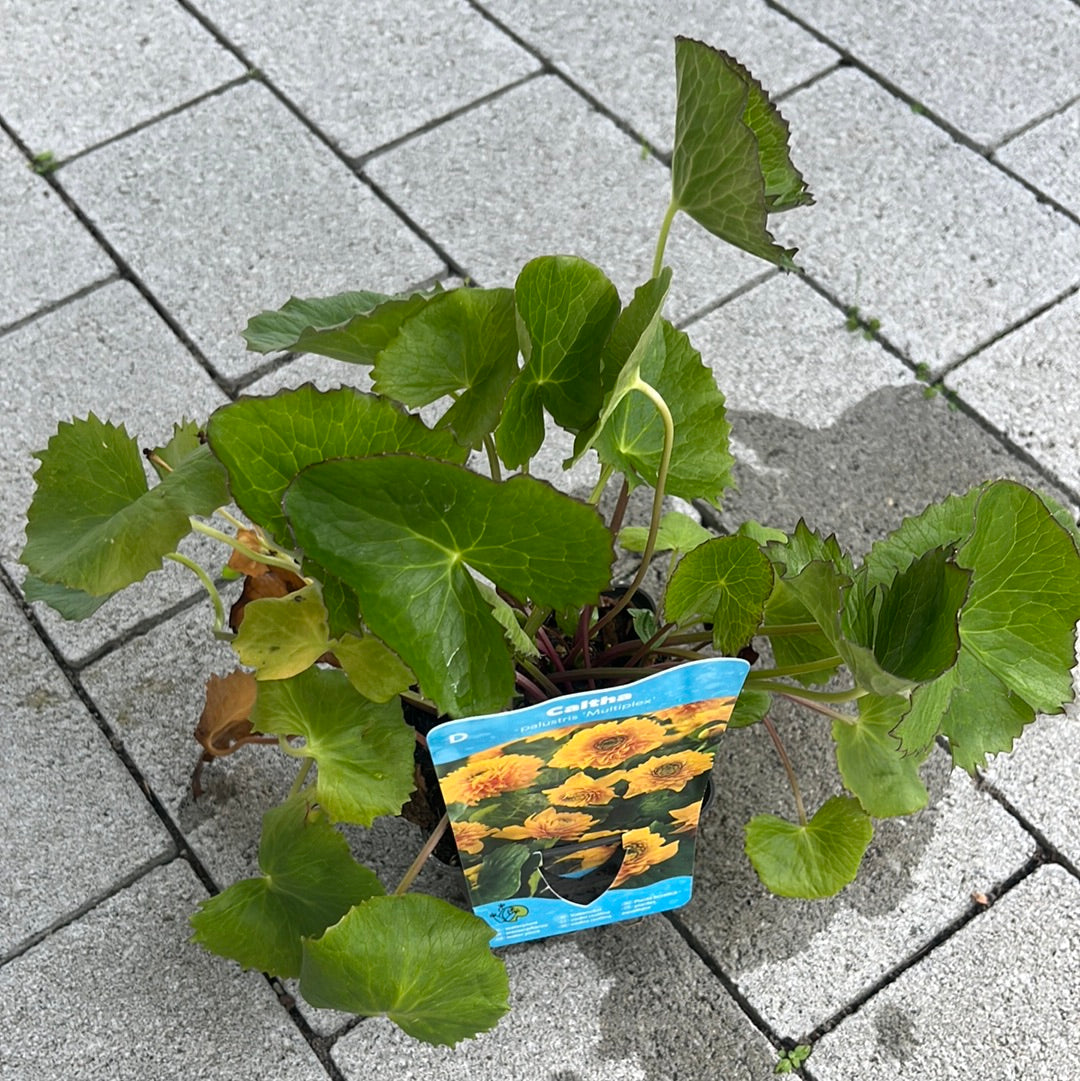 Bilde av CALTHA PALUSTRIS multiplex-Spanne Plantesalg