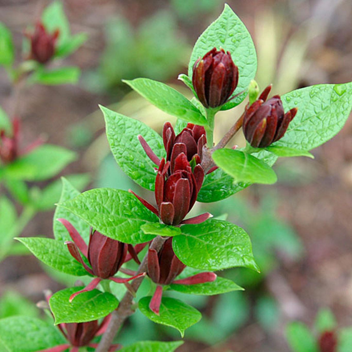 Bilde av Calycanthus floridus-Spanne Plantesalg
