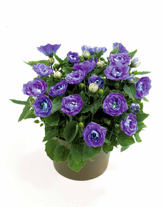 Bilde av Campanula carpatica-Spanne Plantesalg