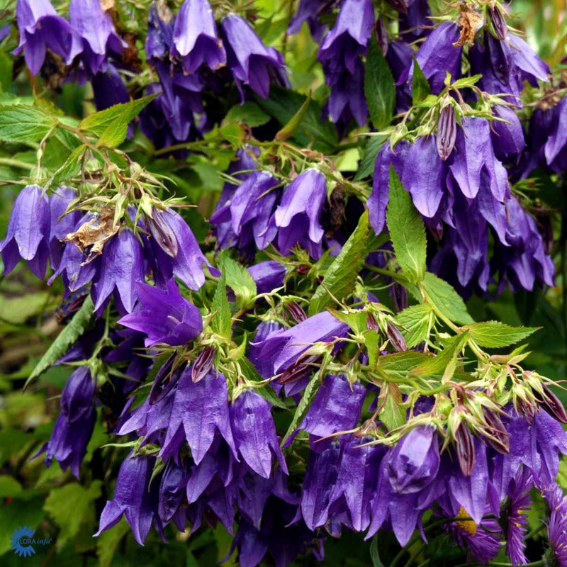 Bilde av Campanula 'Kent Belle'-Spanne Plantesalg