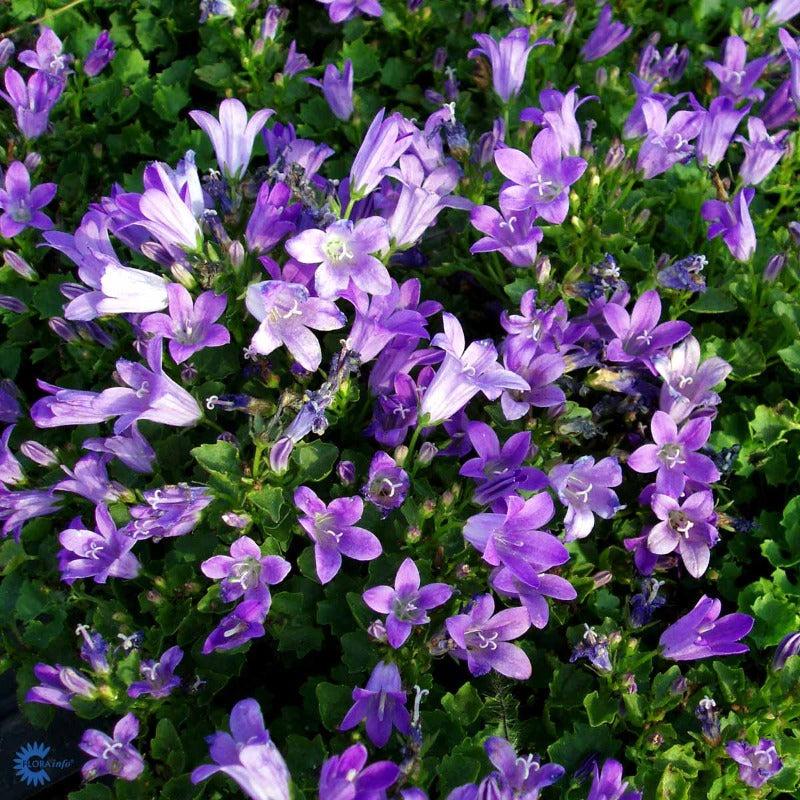 Bilde av Campanula portenschlagiana-Spanne Plantesalg