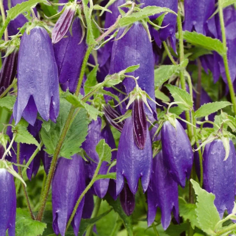 Bilde av Campanula 'Sarastro'-Spanne Plantesalg