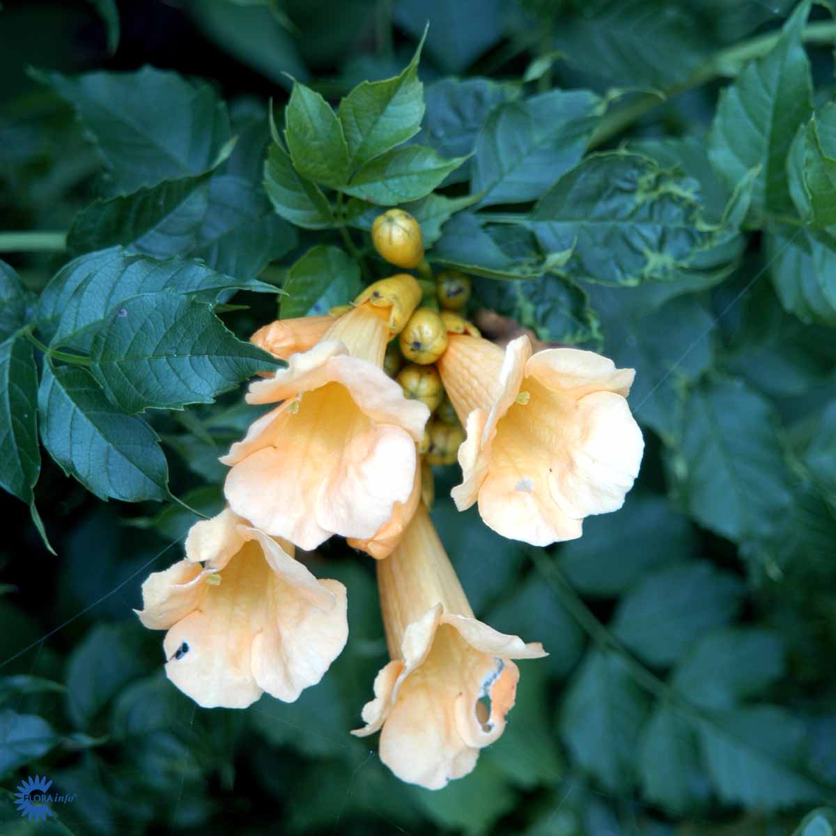 Bilde av Campsis rad. 'Flava'-Spanne Plantesalg