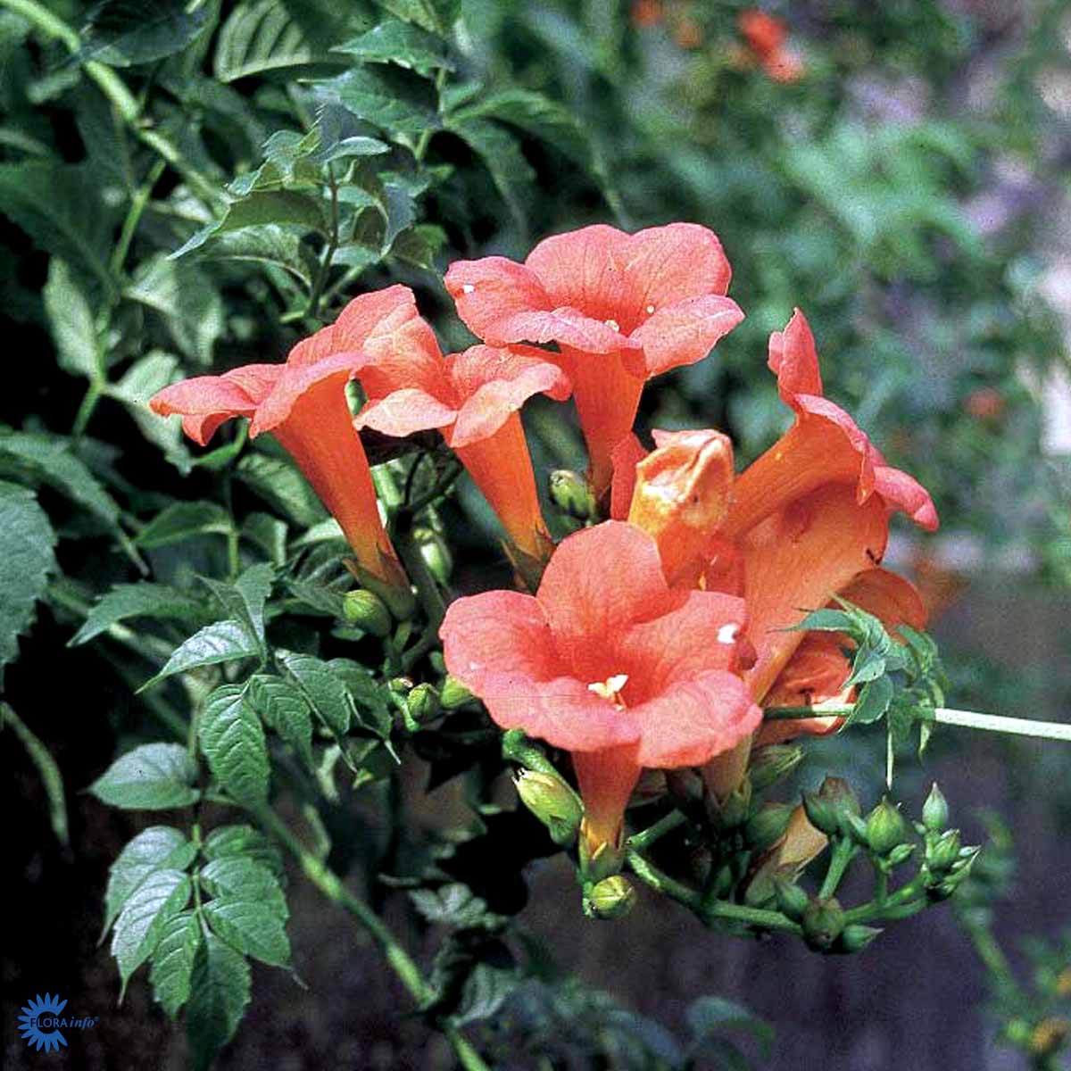 Bilde av Campsis tagl. 'Mme Galen'-Spanne Plantesalg