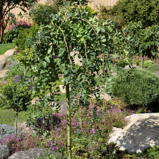 Bilde av Caragana arb. 'Pendula'-Spanne Plantesalg
