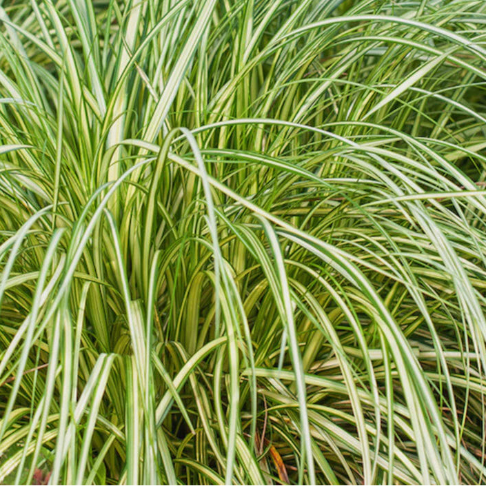 Bilde av Carex 'Moon Falls'-Spanne Plantesalg