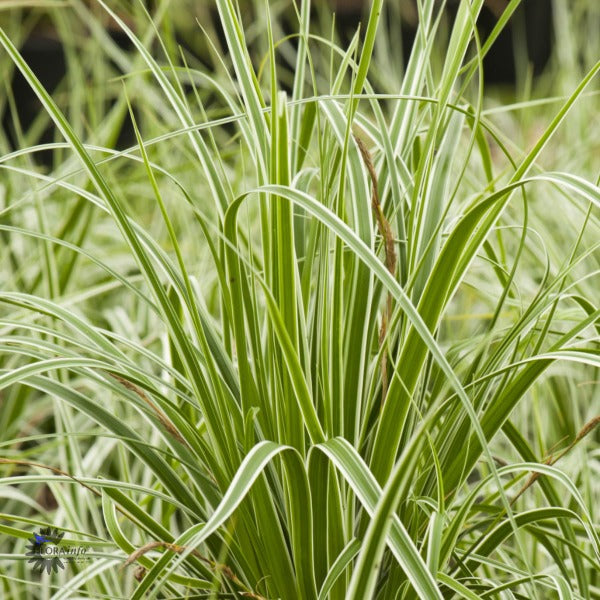 Bilde av Carex oshim. 'Everest'-Spanne Plantesalg