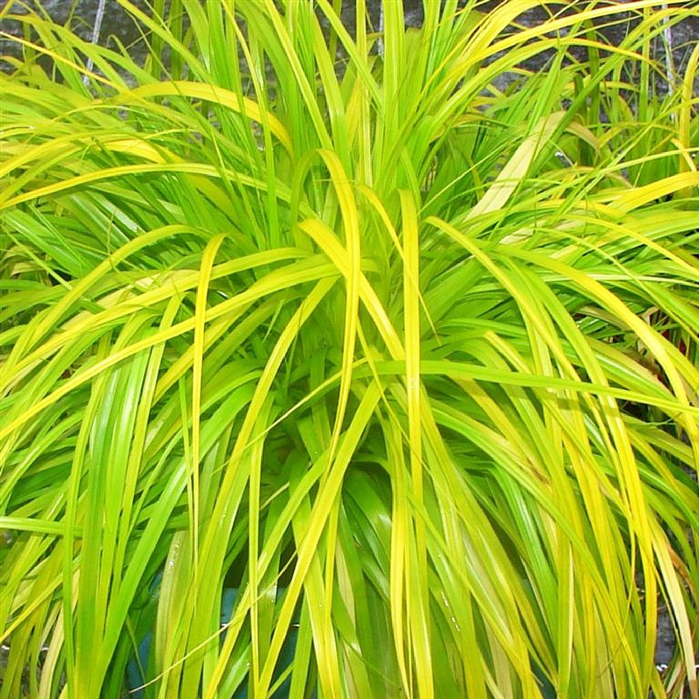 Bilde av Carex oshim. 'Everillo'-Spanne Plantesalg