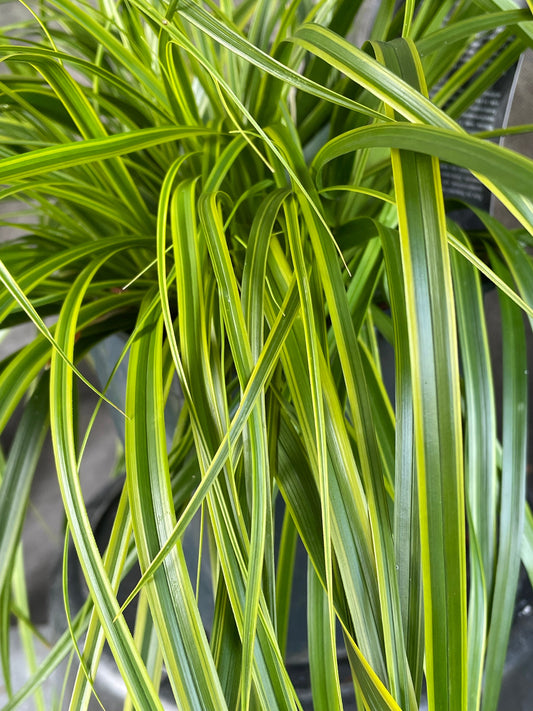 Bilde av Carex oshim. 'Everlime'-Spanne Plantesalg